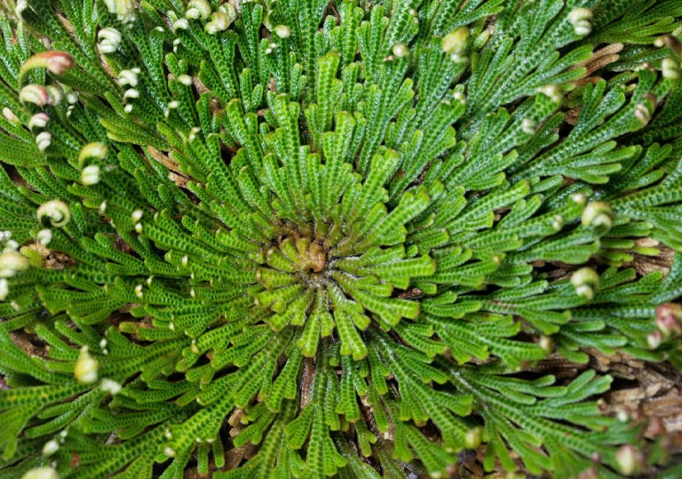 The Spiritual Uses of Rose of Jericho: The Resurrection Plant